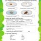 Printed Worksheets for Class 3 - Environmental Science (EVS ) ( 80 worksheets + 1 parental mannual )
