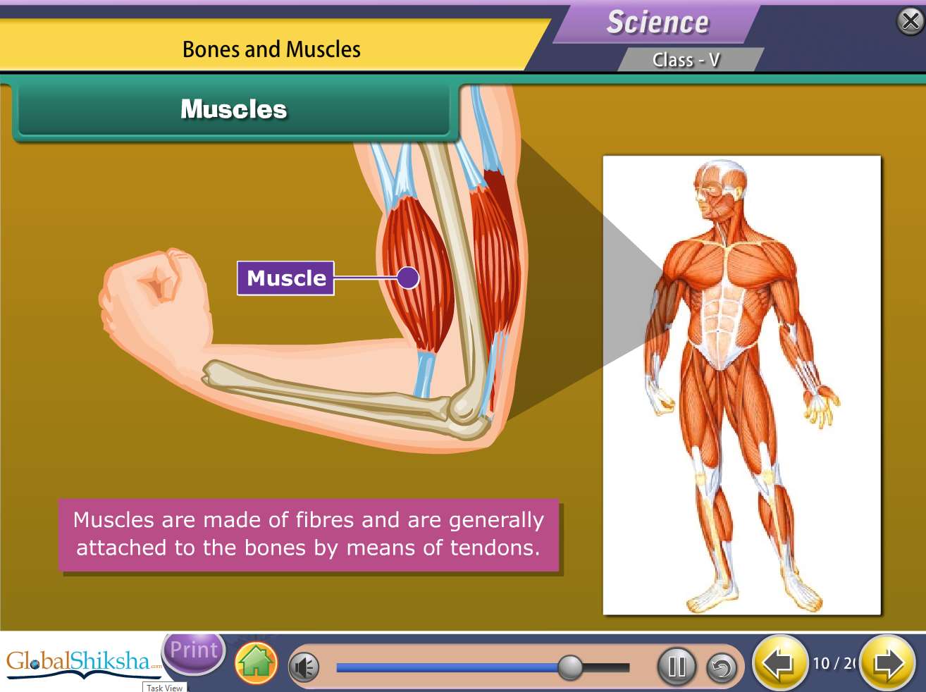 Tamil Nadu State Board Class 5 Maths & Science Animated Pendrive in English