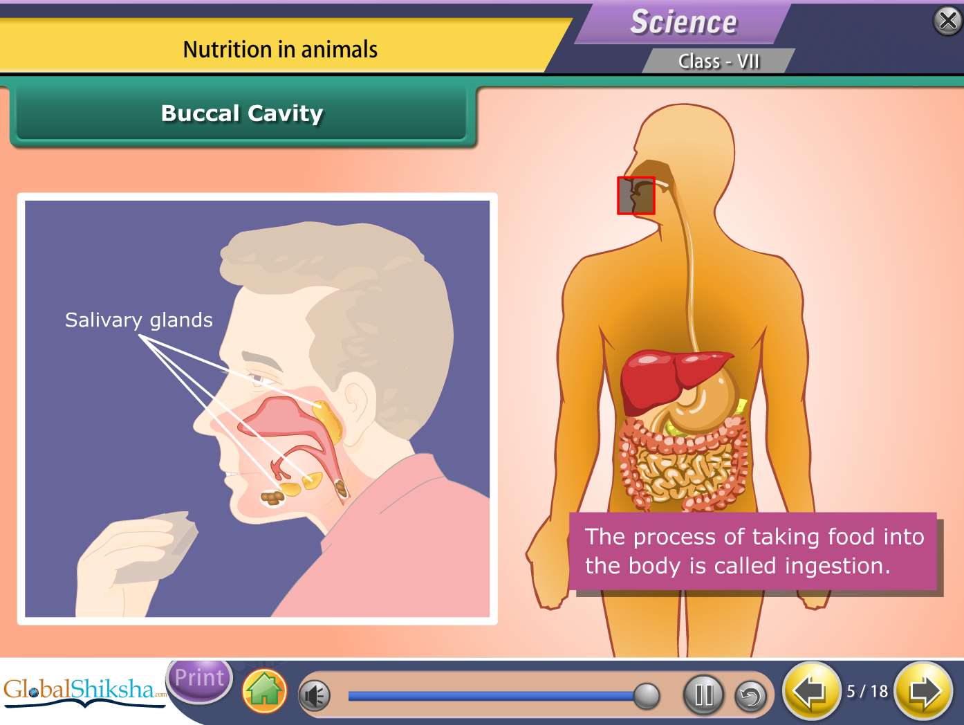 Tamil Nadu State Board Class 7 Maths & Science Animated Pendrive in English